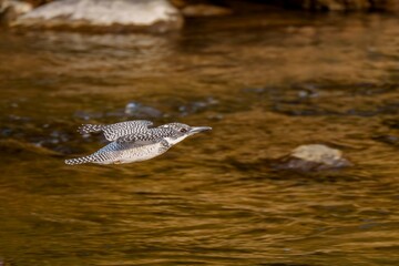 冬枯れの渓流をバックに高速で飛ぶヤマセミ