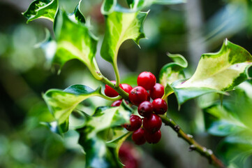Holly Berries and Variegated Leaves Close-Up
