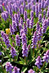 Obraz premium Vast carpet of delicate violet Veronica prostrata flowers blooming vibrantly in mid-May sunshine, wildflowers, season, naturalistic