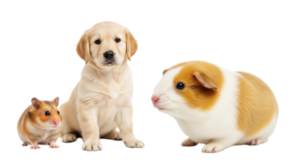 Adorable golden retriever puppy with hamster and guinea pig isolated on white background, perfect for pet care and animal lover content