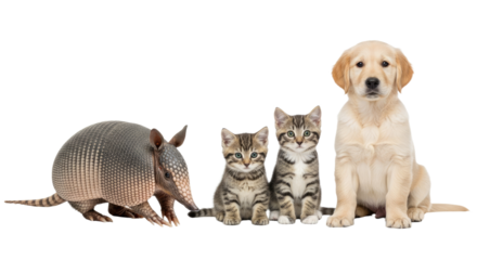 Armored armadillo, two tabby kittens, and golden retriever puppy sitting side by side isolated on white, perfect for pet and wildlife themes