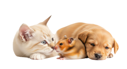 Curious kitten, hamster, and sleepy puppy together isolated on white, cute domestic pets, ideal for animal care and pet adoption visuals