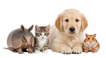 Cute armadillo, kitten, golden retriever puppy, and hamster sitting together on white background, perfect for pet lovers and animal-related content