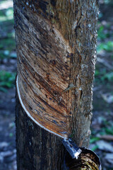 Rubber trees whose rubber sap is being extracted to be processed and made into synthetic rubber and other industrial needs, Close up of rubber tree with diagonal cuts incision during for rubber tree s