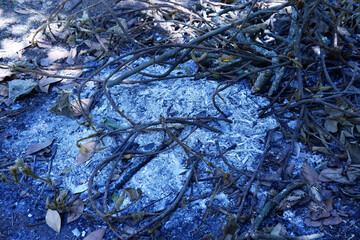 Burning campfire with charred wood and white ash in a forest clearing. Scattered branches and dark soil surrounded the fire pit. Symbol of survival in the outdoors, wilderness or camping