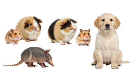 Cute assortment of pets including puppies, guinea pigs, hamsters, and an armadillo on a white background, perfect for pet care and animal lover themes