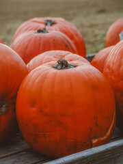 A close-up of vibrant, orange pumpkins with a cracked surface, resting in a wooden crate. The autumn field in the background adds a rustic touch, ideal for seasonal and harvest themes.