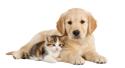Cute golden retriever puppy lying next to a calico kitten on white background, perfect for pet-related content and animal care themes