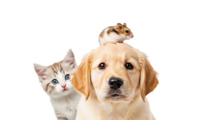Cute golden retriever puppy with a curious kitten and a small hamster, isolated on white background, perfect for pet care or animal friendship themes
