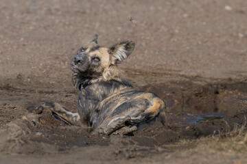 Painted Wolf looking over shoulder as it is  annoyed by a wasp