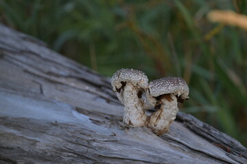 mushrooms on a tree trunk, mushrooms on a tree, nature, wild, wildlife, Canada, Alberta, forest, mushrooms