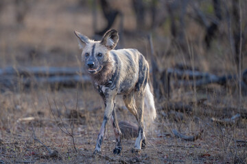 African Wild dog checking surroundings