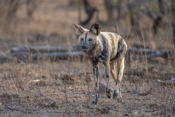 African Wild dog checking surroundings