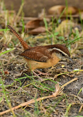 Carolina Wren scavenging for food