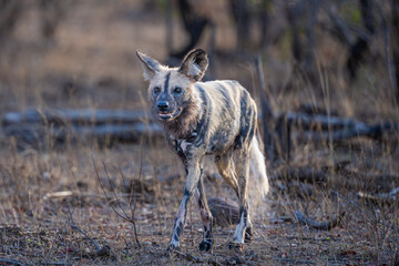 African Wild dog checking surroundings