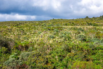 Naklejka premium A vibrant green landscape in San Agustin, Huila, showcasing the natural beauty and biodiversity of Colombia's UNESCO World Heritage site.