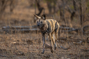 Wild dog- Painted wolf hunting