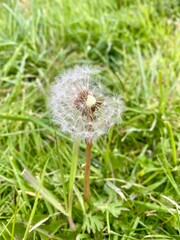 Naklejka premium Dandelion seed head close up in green grass