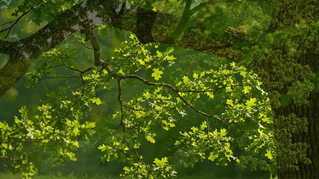 Sunlit Oak Canopy: Capturing the tranquil beauty of nature, the photograph focuses on a vibrant oak canopy, with lush green leaves illuminated by soft sunlight.