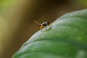 Iquitos: The Capital of the Peruvian Amazon. It is one of the best places to see the Amazon river.