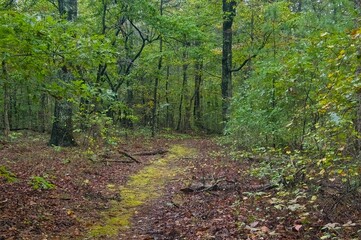 Autumn landscape of a mossy nature trail passing through a lush forest along the Natchez Trace Parkway in Tennessee.