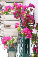 flowers in a pot