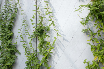 Green climbing plants with vibrant leaves are cascading down a textured wall, creating a natural backdrop that enhances the beauty of urban environments and promotes sustainability
