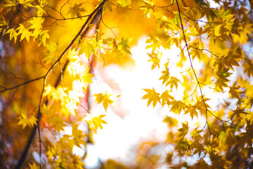 Golden Leaves of Autumn