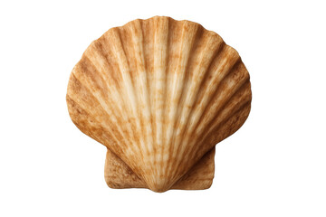 Scallop seashell isolated on transparent background, showing ribbed texture and natural beige-brown colors