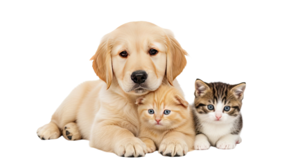 Golden retriever puppy lying down next to an orange tabby kitten and a brown tabby kitten, adorable pets together, perfect for pet adoption and animal care