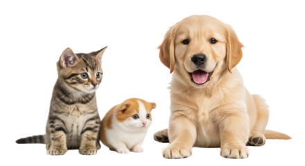 Golden retriever puppy with kitten and guinea pig sitting together isolated on white, perfect for pet care and animal friendship themes