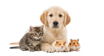 Golden retriever puppy, tabby kitten, and two hamsters sitting together on white background, perfect for pet care and animal friendship themes