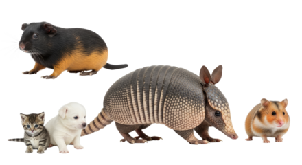 Group of small pets including armadillo, hamster, guinea pig, kitten, and puppy isolated on white background, perfect for pet care and animal lover content