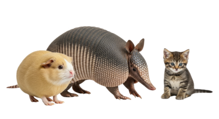 Guinea pig, armadillo, and tabby kitten isolated on white background, cute small animals perfect for pet education or wildlife themes
