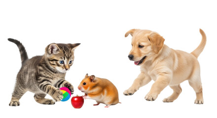 Fototapeta premium Playful kitten, hamster, and puppy playing together with colorful balls, cute pets interaction, perfect for pet care and animal friendship themes