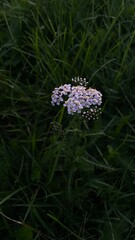 purple flower in the grass
