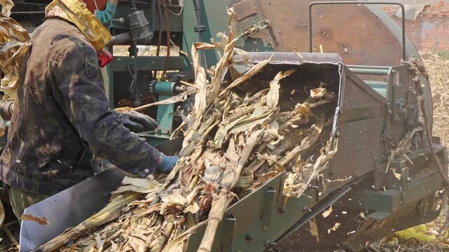 Workers using a machine to crush straw