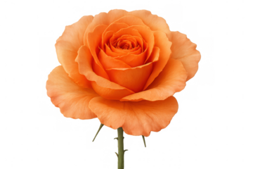 Orange rose flowering on stem, symbolizing beauty, romance, and special occasions with transparent background