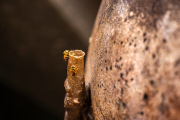 Brazilian stingless bees Jatai  (Tetragonisca angustula) working at the wax tube entrance of their hive. This native species is a vital pollinator for South American ecosystems.