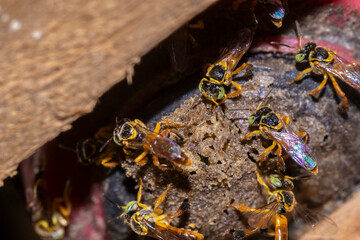 Entrance of a homemade bait trap for Brazilian Jataí stingless bees. Made from a recycled PET bottle, this sustainable DIY device is used in meliponiculture to capture wild swarms for beekeeping.
