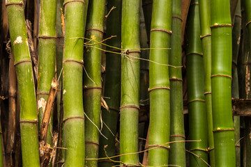 Obraz premium Lush green bamboo forest with strong, segmented stalks in Brazil. A symbol of sustainability, strength, and natural beauty.
