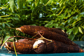 Cassava root on a plastic table with the manioc plantation on the farm in Brazil