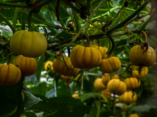 Lush field of mini yellow pumpkins grown on a trellis system in Brazil, showcasing efficient space optimization and agricultural innovation. Restricted focus