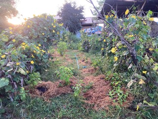 The agriculture in Thailand in winter season