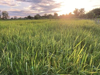 The agriculture in Thailand in winter season