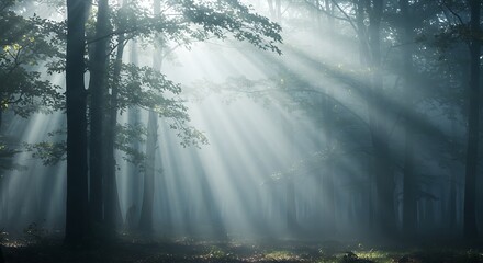 Sunlight streams through the forest canopy creating a magical atmosphere.