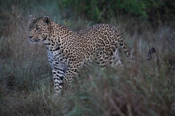 Wild Leopard Stalking