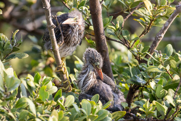 Green heron babies in a nest in a tree.