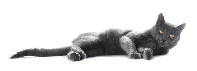 Naklejka na ściany i meble Cute gray cat on white background. Adorable pet