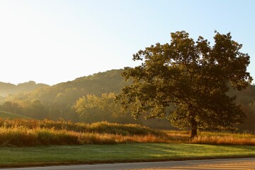 autumn landscape with trees at sunrise 